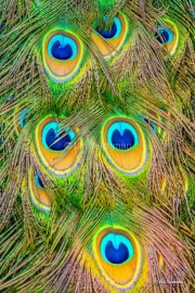 Peacock Abstraction