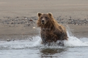 Bear on the Move