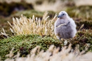 Skua Chick