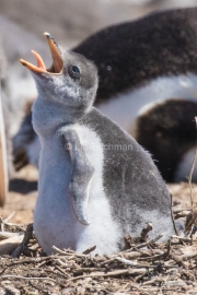 I'm Hungry, Mom!