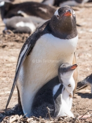 Momma Gentoo and Chick