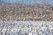 Blizzard of Snow Geese