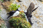 Puffin Nuzzle