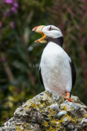 Chatty Puffin