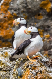 Puffin Duet