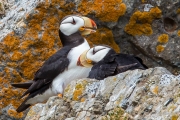 Puffins at Home