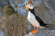 Puffin