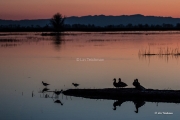 Late Evening in Sacramento Valley