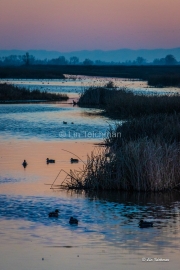 Evening With The Ducks