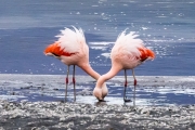 Double Dipping Flamingos