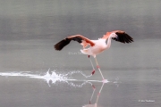 Flamingo Landing