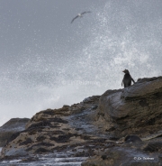 Watching the Storm