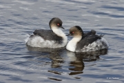 Grebe Duo