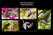 Costa-Rica-Critters-2