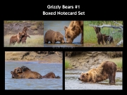 Grizzly Bears 1