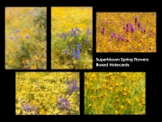 Superbloom Spring Flowers