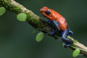 Blue Jean Poison Dart Tree Frog