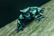 Green and Black Poison Dart Frog