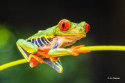 Red-Eyed Tree Frog