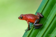 Blue Jean Poison Dart Frog on Leaf