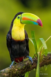Toucan Have as Much Fun as One