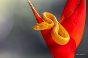 Yellow Eyelash Snake