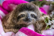 Baby Sloth