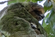 Sloth Snuggle