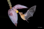 Batty About Banana Flowers