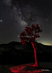 Red Tree and Milky Way