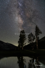 Milky Way and Pines 2