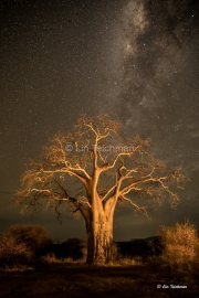 Under African Skies