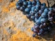 Grapes on the Rocks