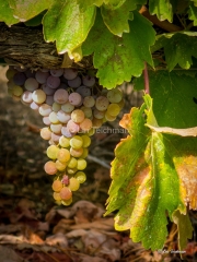 Rainbow Grapes