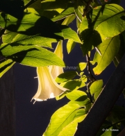 Angel's Trumpet