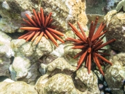 Red Sea Urchins