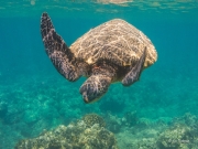 Turtle Diver
