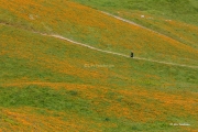 Trail in the Poppies