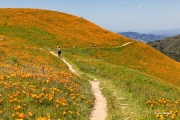 Hiking in the Poppy Field