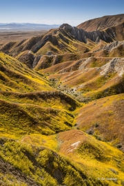 San Andreas Fault in Bloom