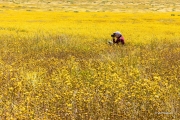 Shooting the Superbloom