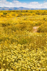 California Superbloom