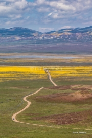 The Road Through the Superbloom