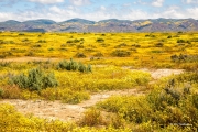 Superbloom in Carrizo Plains