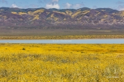 Carrizo Plains Superbloom