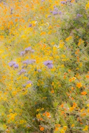 California Spring Wildflowers