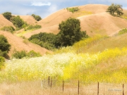 California Spring Flowers