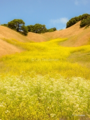 River of Mustard