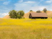 Old Barn with Mustard