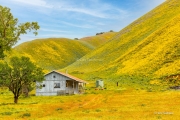 Life in the Superbloom